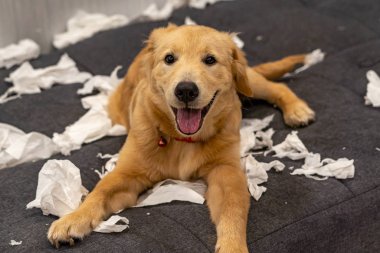 Neşeli Golden Retriever köpek yavrusu dağınık mendil kağıtlarının üzerinde yatıyor