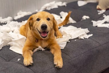 Gülümseyen Golden Retriever köpeği evde beyaz kağıt oynuyor.