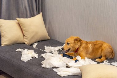 Genç golden retriever köpeği evde beyaz tuvalet kağıdı oynuyor.