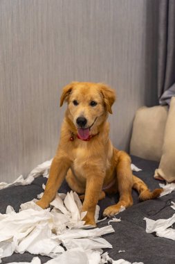 Oturma odasında tuvalet kağıdı oynayan altın köpeğin portresi.