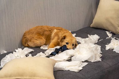 Suçlu Golden Retriever köpek yavrusu dağınık mendil kağıtlarının üzerinde yatıyor.