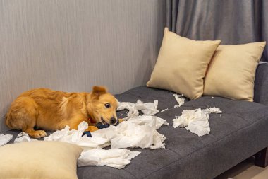 Kötü Golden Retriever köpeği kanepede tuvalet kağıdı oynuyor.