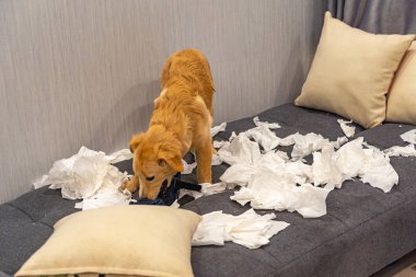 Kötü altın köpek oynamıyor ve tuvalet kağıdı ısırmıyor.