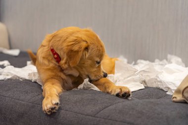 Tatlı Golden Retriever köpeği kanepede kağıt mendil oynuyor.