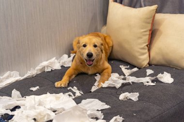 Güzel Golden Retriever köpeği oturma odasında tuvalet kağıdı oynuyor.