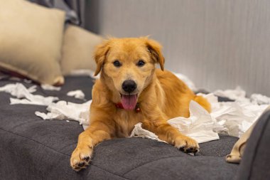 Güzel, genç, altın bir köpek kanepede kağıt oynuyor.