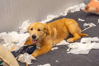 Yaramaz Golden Retriever kanepe yatağında tuvalet kağıtlarıyla oynuyor.