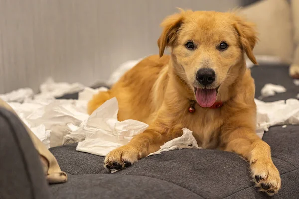 Портрет непослушной золотой собаки, лежащей на тканях на диване — стоковое фото