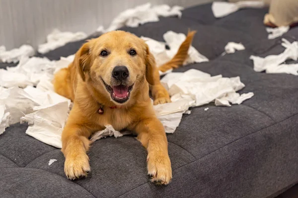 Gülümseyen Golden Retriever köpeği evde beyaz kağıt oynuyor.