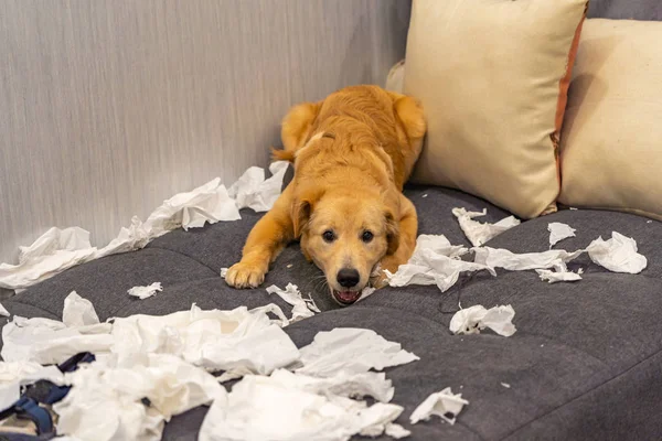 Mischief golden dog playing with white tissue papers on sofa — Stock Photo, Image