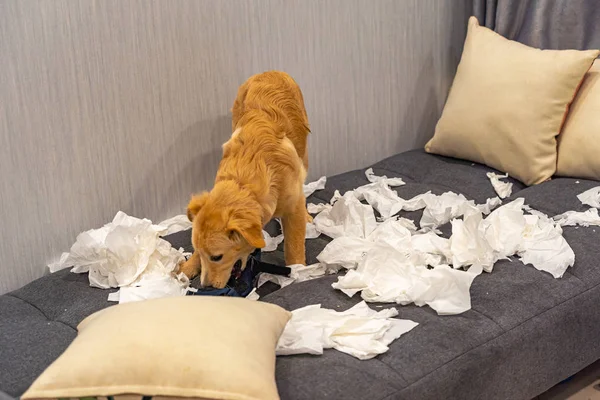 Нет ничего плохого в золотой собаке, играющей и кусающей туалетную бумагу — стоковое фото