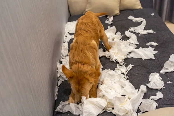 Беспорядок молодой золотистый ретривер собака играет ткани на диване — стоковое фото