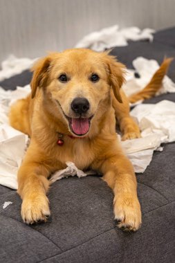 Sevimli Golden Retriever köpeği kanepede beyaz kağıt oynuyor.
