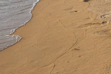 Huzurlu altın kumda bebek yengeç