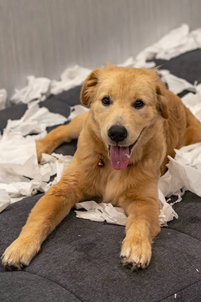 Портрет очаровательной золотистой собаки-ретривера, играющей на туалетной бумаге — стоковое фото