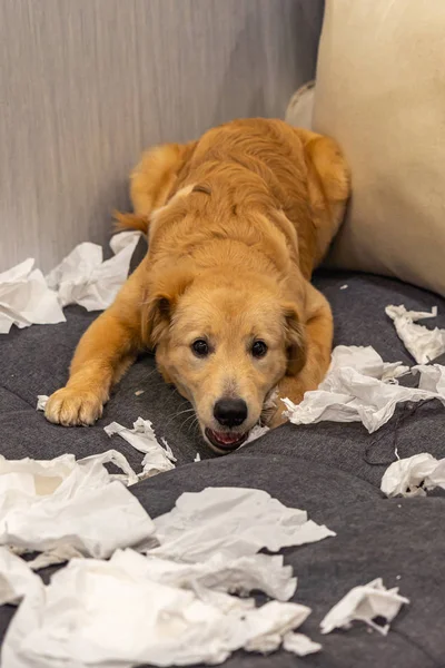 Guilty golden puppy laying with a mess of toilet papers — Stock Photo, Image