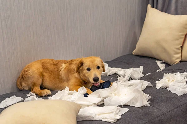 Beyaz tuvalet kağıtlarıyla oynayan suçlu Golden Retriever köpeği 