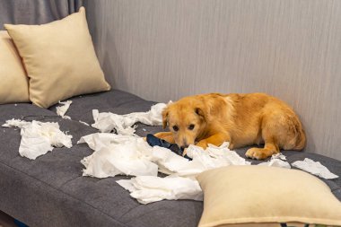 Suçlu Golden Retriever köpeği kanepede tuvalet kağıtlarının üzerinde yatıyor.