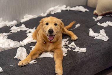 Golden retriever dog playing with toilet paper on messy sofa