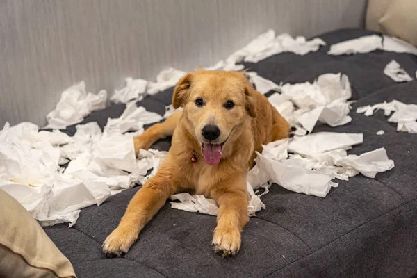 Golden retriever puppy playing tissue on sofa at living room