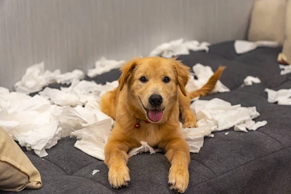 Mischief golden retriever playing toilet paper on sofa bed