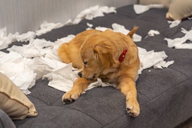 Sevimli Golden Retriever kanepede tuvalet kağıdı oynuyor.