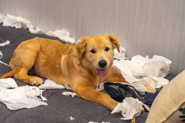 Naughty bad golden retriever dog playing tissue papers at home
