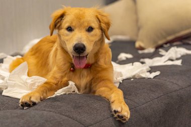 Neşeli altın köpek kağıt mendillerle oynuyor.