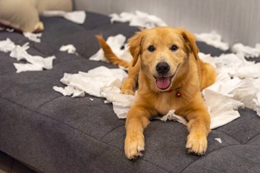 Tuvalet kâğıdı oynayan yaramaz altın köpeğin portresi.
