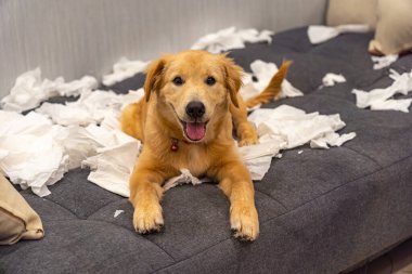 Neşeli Golden Retriever köpeği kanepede tuvalet kağıdı oynuyor.