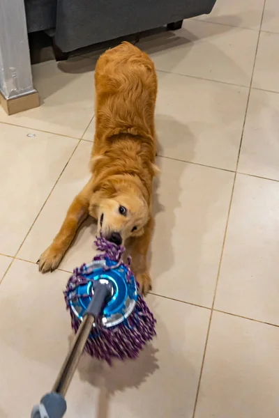 Vertikales Foto von ungezogen goldenem Hund, der den Bodenwischer beißt — Stockfoto