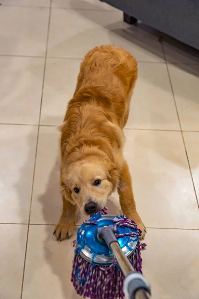 Naughty golden dog trying to grab the floor wiper