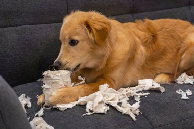 Tatlı Golden Retriever köpeği tuvalet kağıdını ısırıyor.