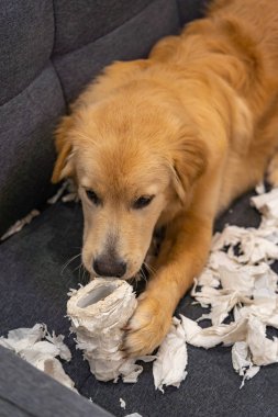 Tatlı Golden Retriever köpeği tuvalet kağıdını ısırdı.
