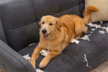 Golden retriever köpeği oturma odasındaki kanepede kağıt mendil oynuyor.