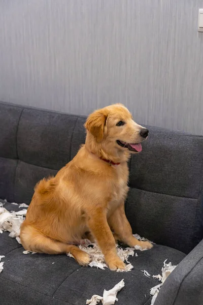 Прекрасная золотистая собака-ретривер играет на диване — стоковое фото
