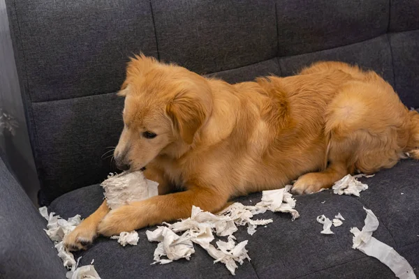Adorable little golden retriever playing toilet paper on sofa — Stock Photo, Image