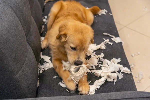 Naughty golden retriever puppy dog bite tissue paper on sofa