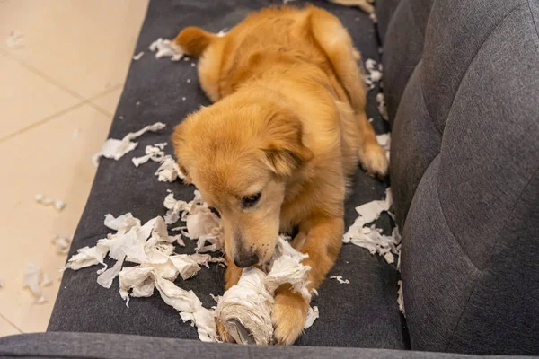 Доджи золотистый ретривер щенок кусает туалетную бумагу в гостиной — стоковое фото