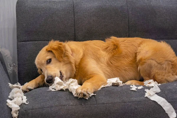 Yaramaz Golden Retriever köpeği kanepede mendil ısırıyor.