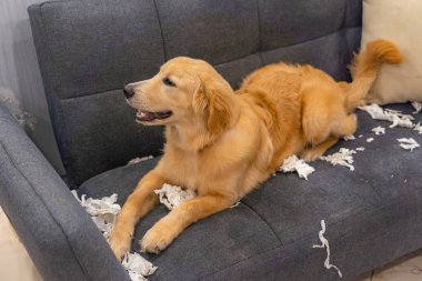 Güzel golden retriever köpeği kanepede gülümsüyor ve kağıt mendil oynuyor.