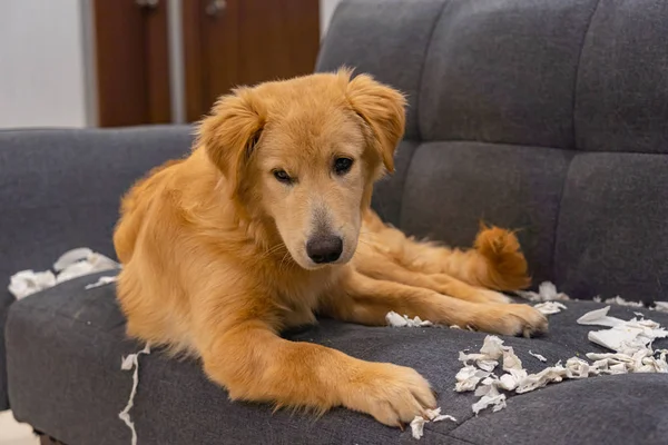 Милый золотистый ретривер щенок лежит на диване и кусает ткани — стоковое фото