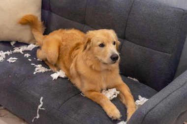 Pis Golden Retriever köpeği kanepeye oturmuş