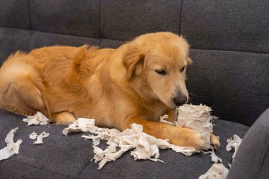 Tatlı Golden Retriever kanepede tuvalet kağıdı oynuyor.