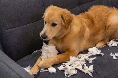 Kanepeye uzanmış, kağıt mendil ısıran tehlikeli Golden Retriever köpeği. 