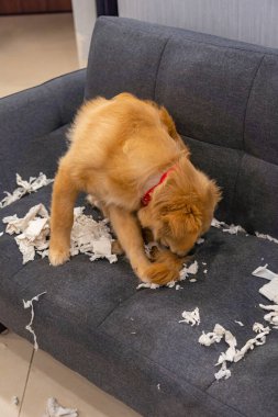Golden Retriever 'ın kanepede kağıt oynarken çekilmiş dikey fotoğrafı.