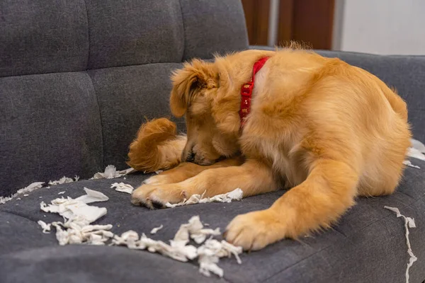 Naughty golden retriever dog bite tissue on sofa