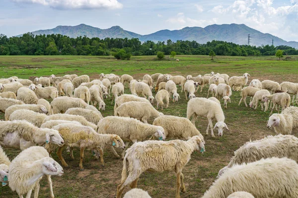 Stado owiec pasących się na zielony łąka — Zdjęcie stockowe