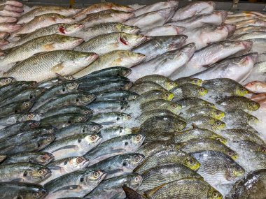 Deniz ürünleri pazarında dondurulmuş taze balık. 