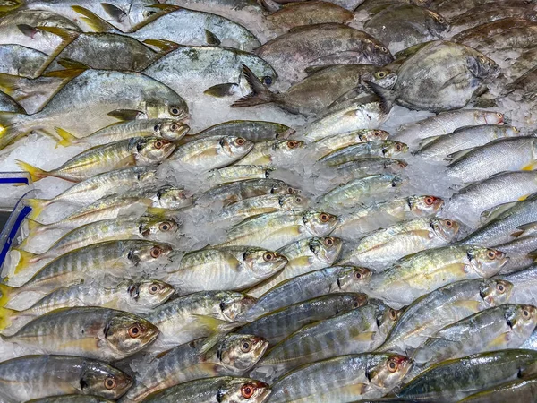 Mackerel fish frozen on ice for sale at seafood market